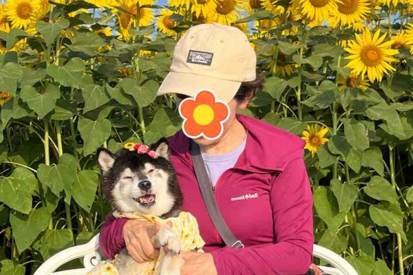 柴犬JAMの3ﾜﾝﾊﾟﾗﾀﾞｲｽ♪