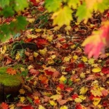 『こういう老後もある』の画像