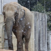 雪が降ってきた♪