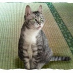 もの思う猫、前田猫吉くん！