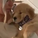 お姉さんが生後８週目の子犬を抱っこしていた。小さくて可愛いね → それから４年…