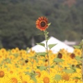 益子のひまわり畑、ついでの根本山