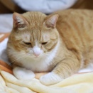 聞き分けのいい猫。