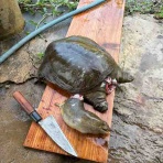 チキチキ号奮戦記