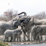 『ゾウに学ぶ家族と愛の在り方』の画像