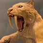 【画像】サーベルタイガーのミイラ、保存状態が極めて良好な状態でついに発見！真実の姿が明らかに！　→　思ってたのと違いすぎるｗｗｗｗｗ
