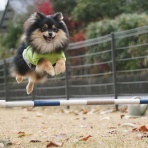黒ぽめ！あんことおはぎとだんごちゃん