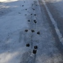 シバレタ足跡…