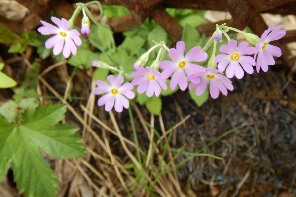 夢は枯れ野を 17