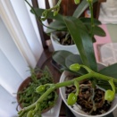 胡蝶蘭　つぼみ