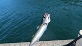 「ここ何が釣れるんですか？」←これ。