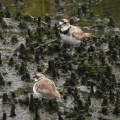 2026年7月16日の野鳥公園