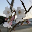 一足早く開花？マジックアワー