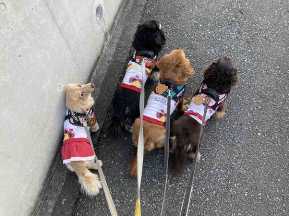 食べられません。