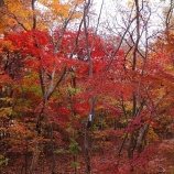 『安行の紅葉2018.12.2』の画像