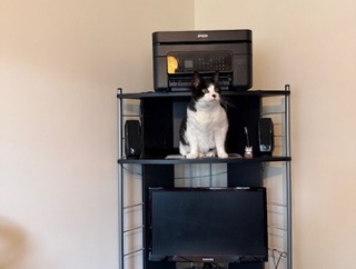 ◎日曜のにゃんこ564◎