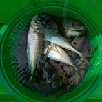 今日の海楽園blog