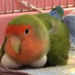 徒然コボちゃん
