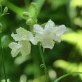 ウチョウラン　初花　緑花交配　その2