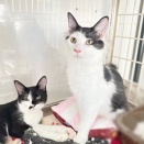 里親さんを待ってる猫たち(1/13)