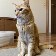 9年ぶりの日本に戸惑う人間と、チャリティーTシャツ＆ポロシャツ販売のお知らせ