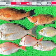 2026年2月18日　釣果