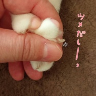 ニャン✕スクワットタイム。と、お花のちょうちょ作りました。