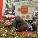 12月28日のグルーミングフォト