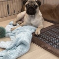 お店の子紹介🐕