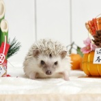 ぼく、うにえもん