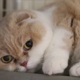 『【急募】猫の預かりボランティアさん』の画像