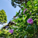 8/11～15お盆休みをいただきます