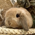 ☆５月２２日子うさぎ情報☆