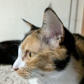 あきちゃんと　後ろでお昼寝中のうるちゃん