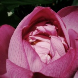 『2025.8 『宮地やすらぎの里』誠蓮 、酔妃蓮 ➂ 岡山県久米郡』の画像