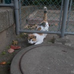 画像フォルダは猫ばかり