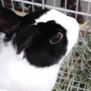 うさフェスタ春2026