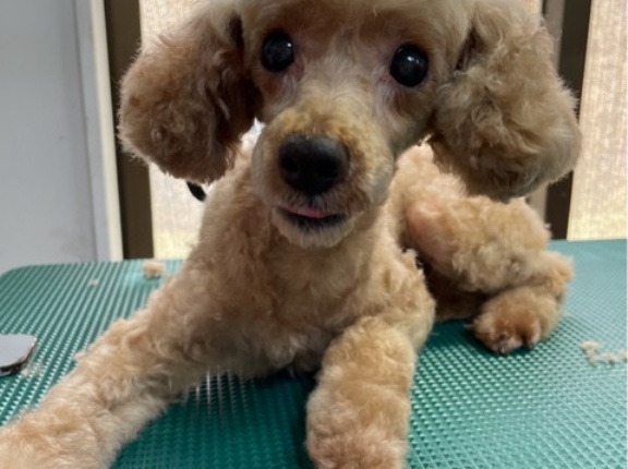10歳になるナナミンちゃんのトライアルが始まります。💖