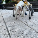 お留守番プール