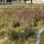 斜面防災設計【上岡地盤防災】（技術士事務所）blog　”個人事業主の醍醐味”を想う