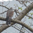 今日の野鳥　ヒヨドリ・キジバト