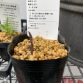 山野草観察/2