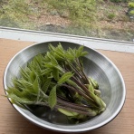 暇人、時々ひるがの高原へ行く！