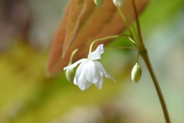 勝手に花言葉 徒然なるままに 山行記 花散策