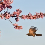 KNOB　日々の感動