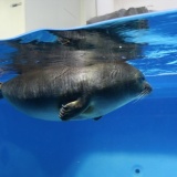【画像】バイカルアザラシさん、怖すぎるやろ…