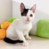 『【子猫】スイカくん 里親募集中です』の画像