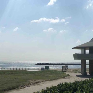 怪奇現象 伊良湖のハエ１００匹