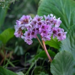 楽のデジカメ散歩