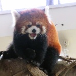 鳴ぐごはいねが？　Zoo&Aquarium